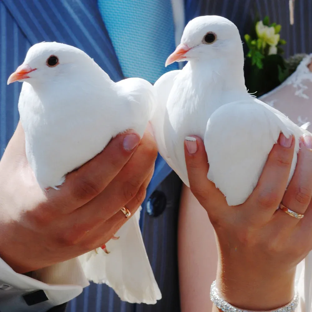 A Dove Above, White Dove Release